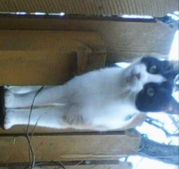 Ofer spre adopție pui de pisica