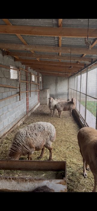 4 та зотлик совлук кой сотилади