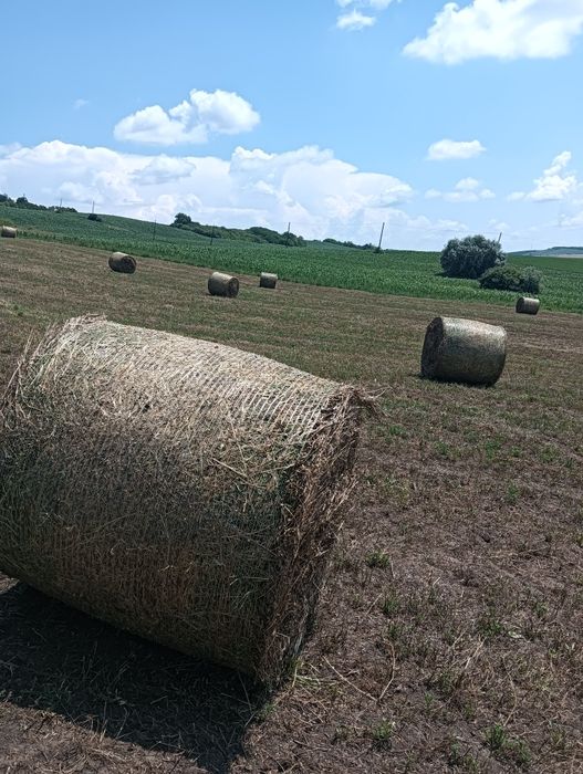 Vând de lucernă prima coasă