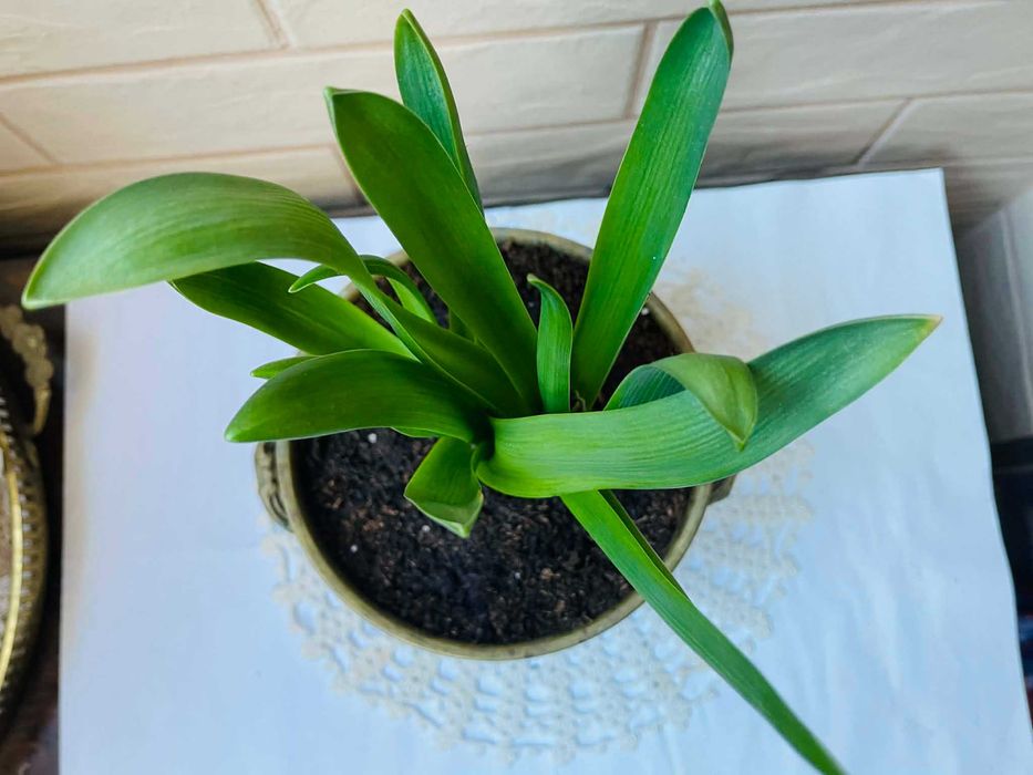 Красива месингова кашпа от Англия със зюмбюл