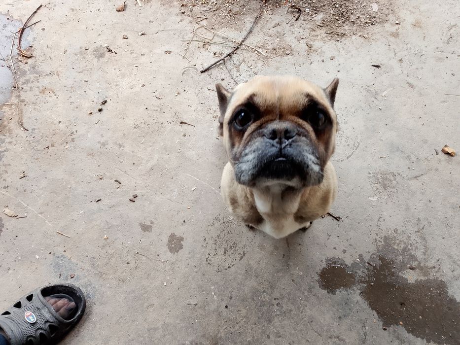 Френски булдок на 4години