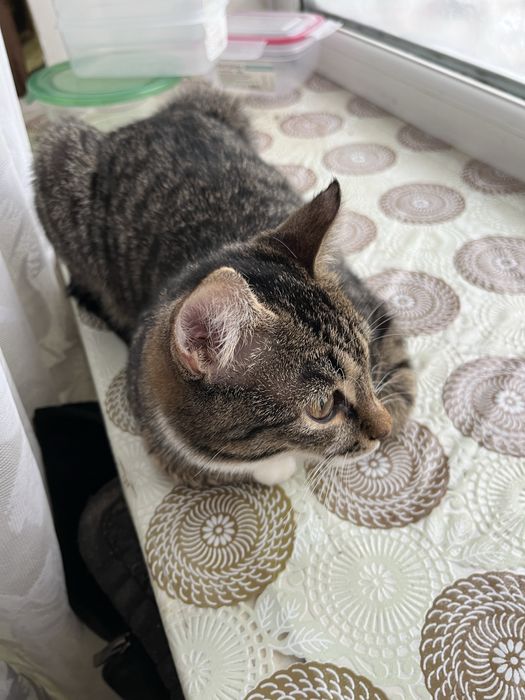 Отдам в добрые руки котенка