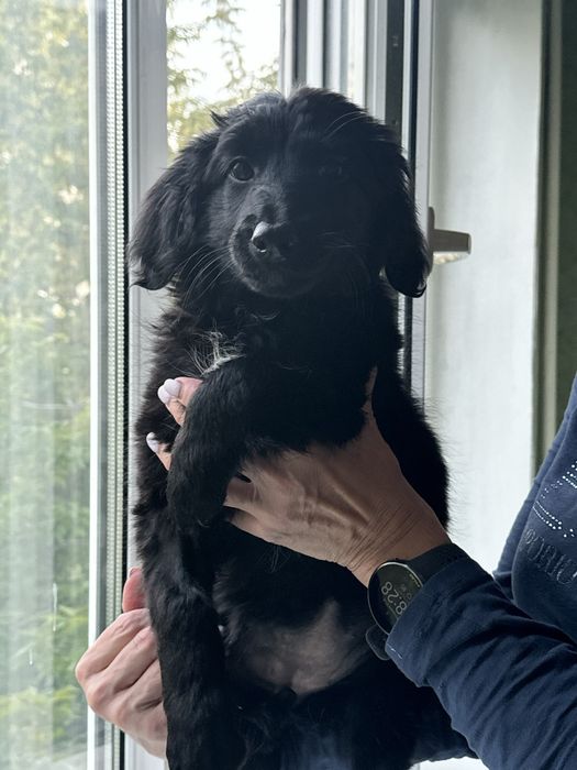 Собака девочка в добрые руки