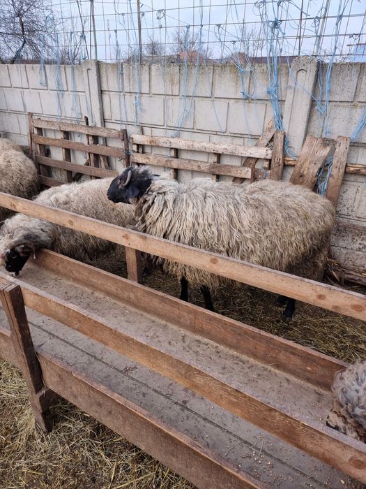 Vând berbec bun de ținut sau sacrificat