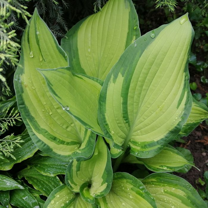 Продам садовые цветы