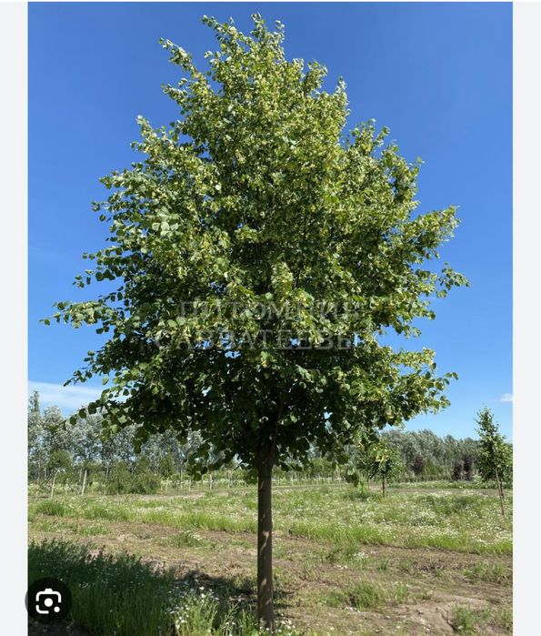 Продаётся рябина и липа.