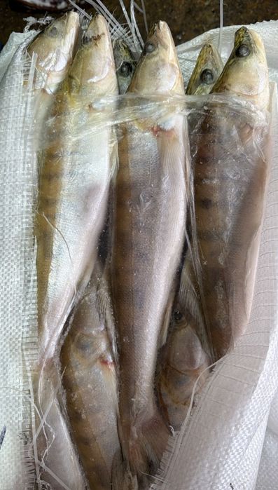 Судак тушка 300-500 оптом