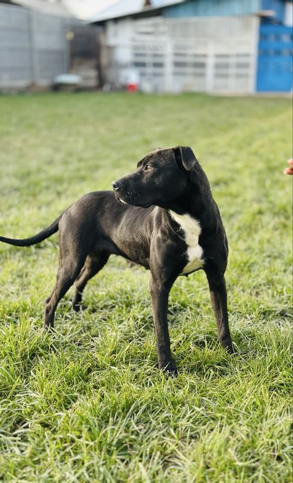 Нирвана. Питбуль девочка. Добрая