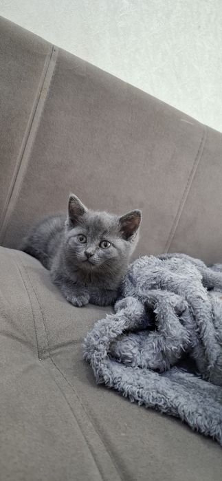 Британские котята