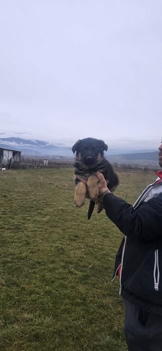 Свободни Немски Овчарки