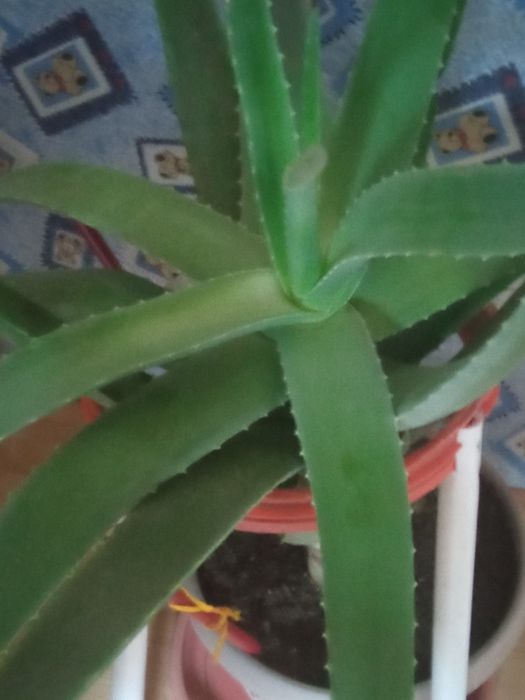 Продам комнатные цветы для лечения