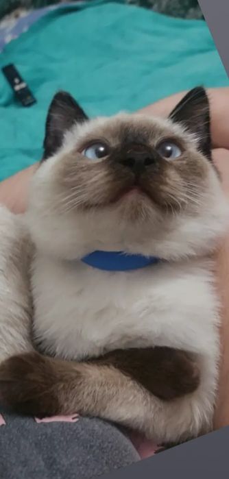Отдам котёнка мальчика