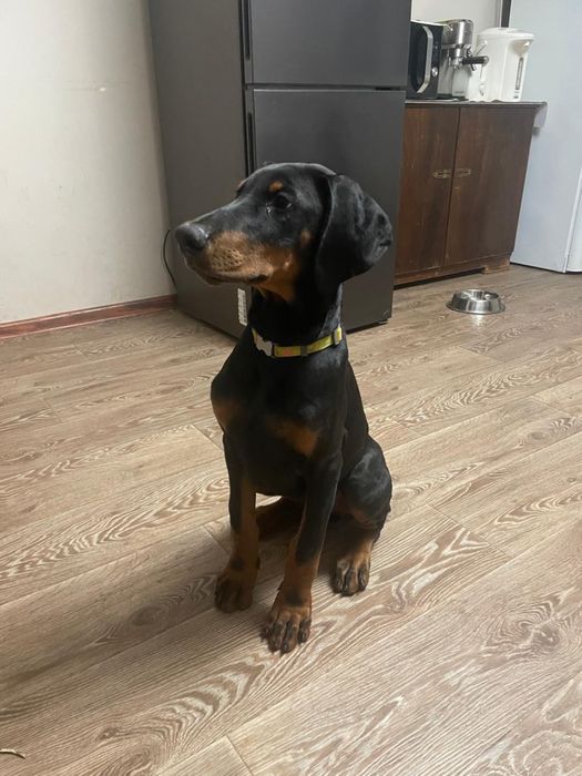 Продам щенков добермана