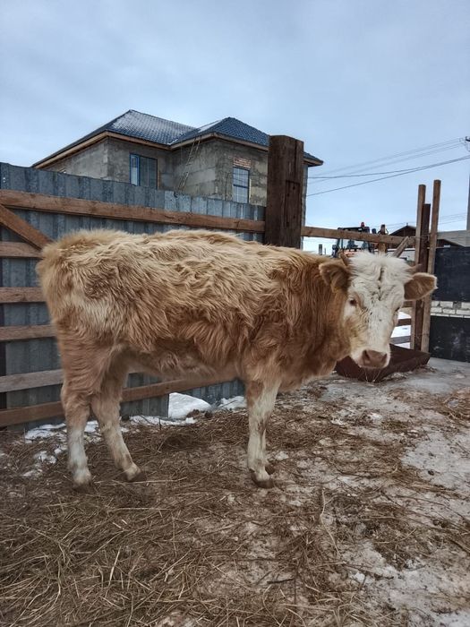 Продам тёлочку за 370тыс