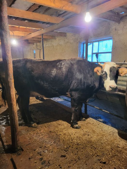 Сиыр сатылады килограмм 2500