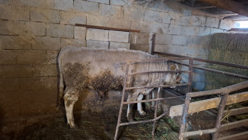 Бука сатамын 1.6 жасар семиз