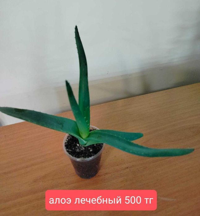 Продам комнатные растения.