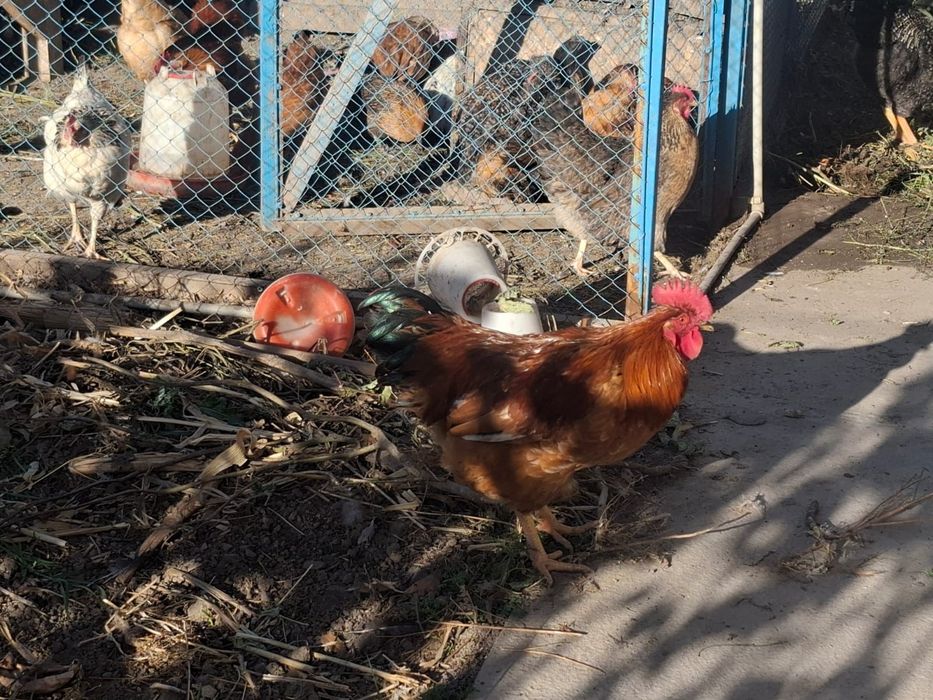 Продаётся петух кучинский