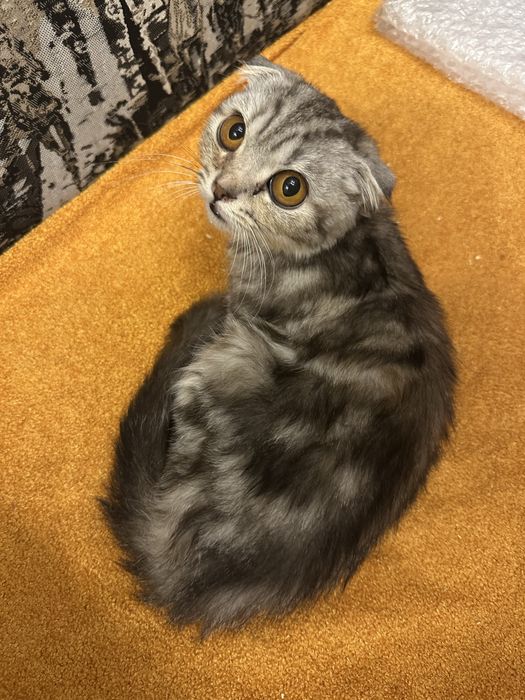 Продам британских котят