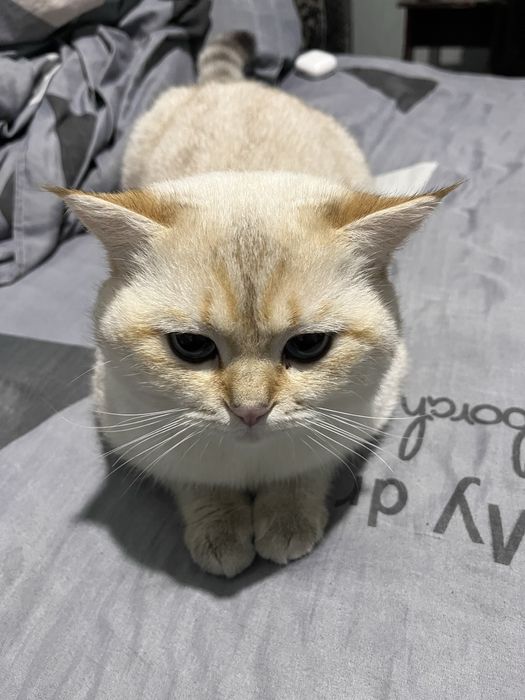 Кот поинтовая шиншила