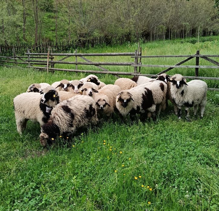 Mieluțe de vânzare.