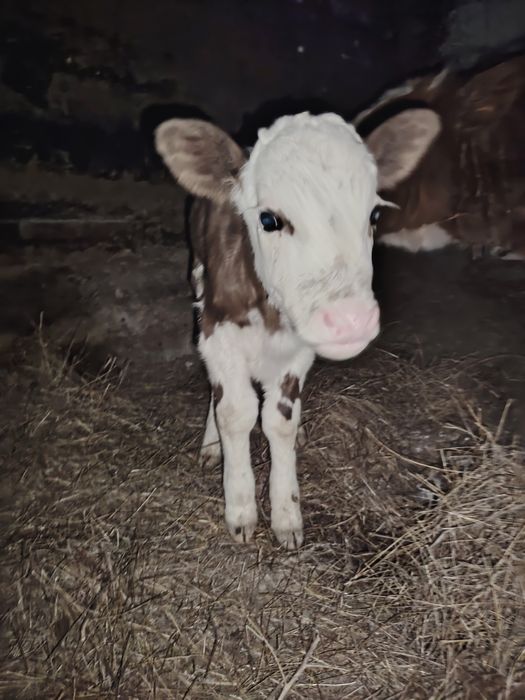 Продам  2х  телят.