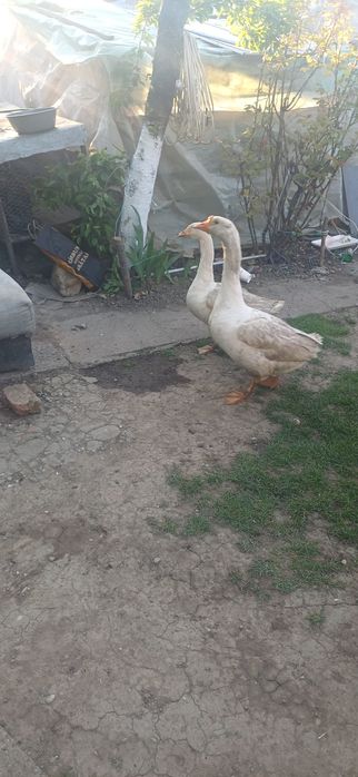 GÂȘTE de vanzare!