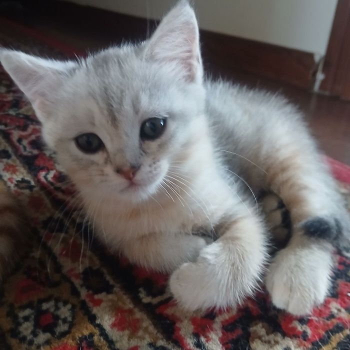 Продаются котята