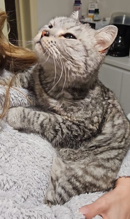 Пристраиваю кошечку