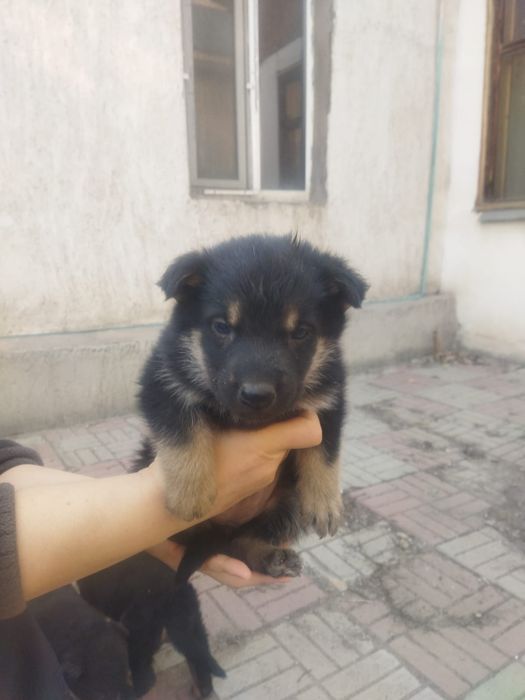 Продам щенков немецкой овчарки.