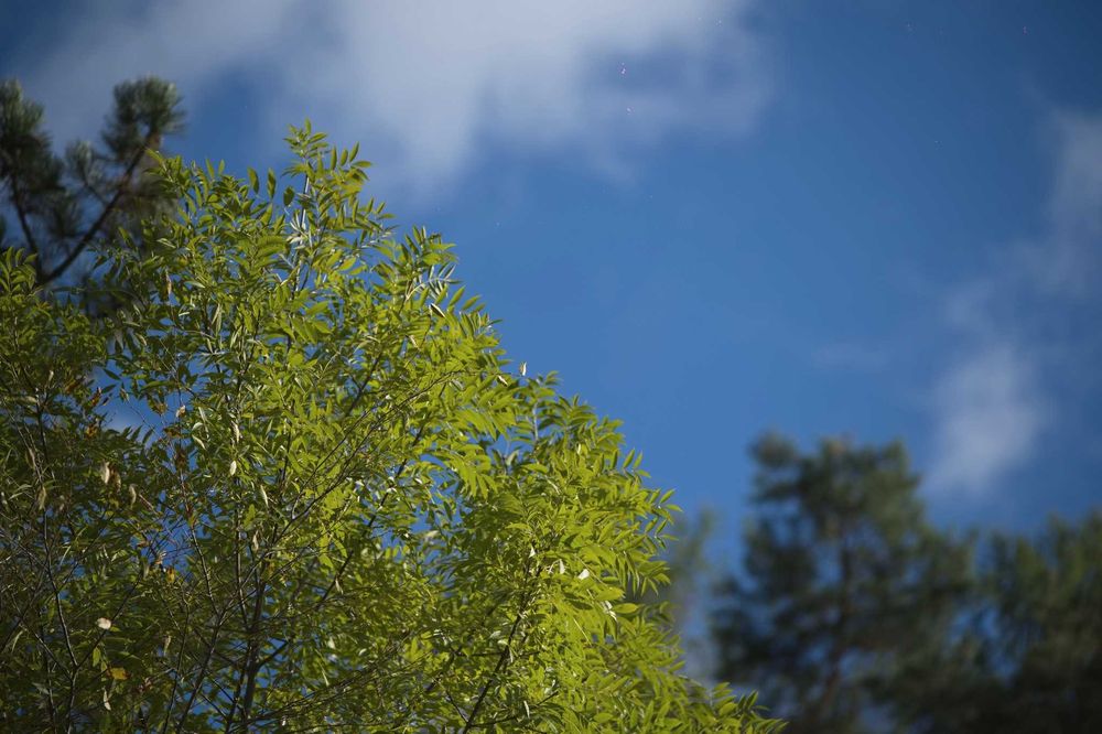 Nikon Z6 II mirrorless