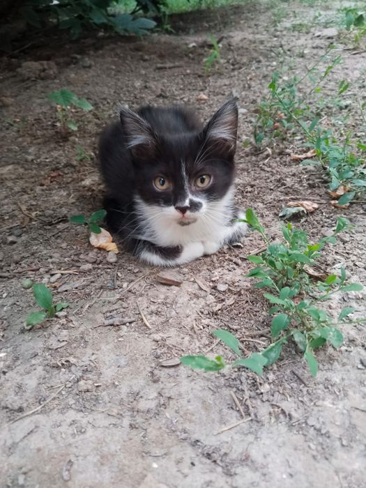 Мысықтар тегін. Котята бесплатно.