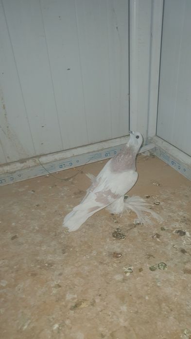 Продуется голубей