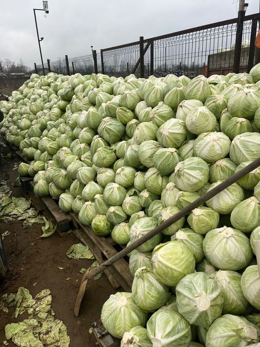 Varza bucharest , kilaherb , victoria