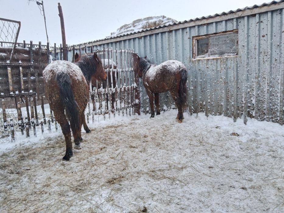 Тай Соғым ұрғашы