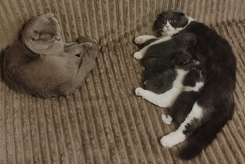 Породистые котята