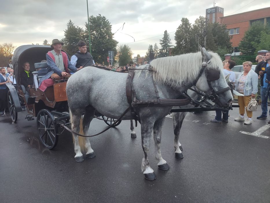 Vand iapa semigrea in vârstă de 11 ani