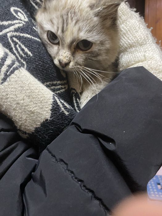 Котик девочка отдам в хорошие руки