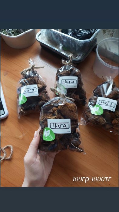 Чага берёзовая чага