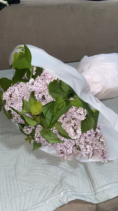 Цветы сирень буу куплены сегодня