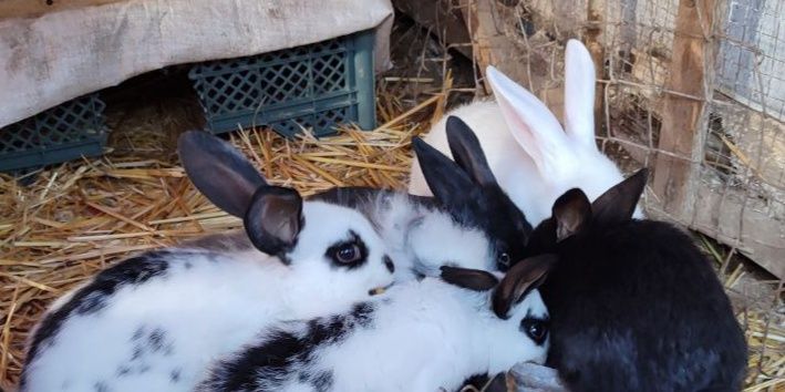 Продою кролики 2 месечны