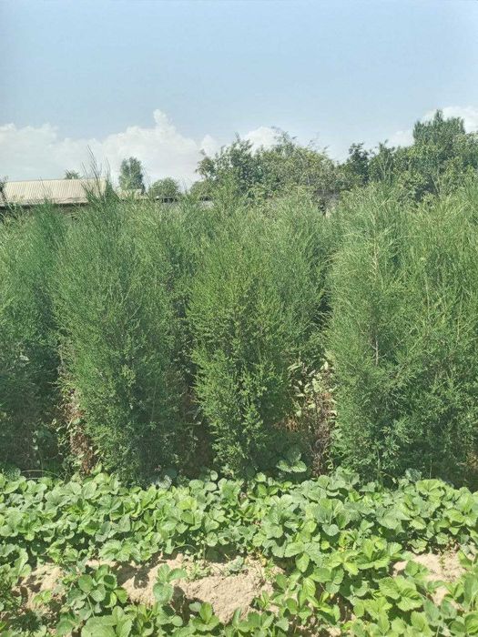 Можжевельник кучатлари сотилади