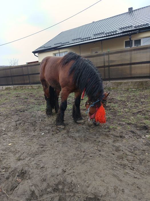 Vând harmasar de 6 ani bun se monta trage bine  cu acte la zi