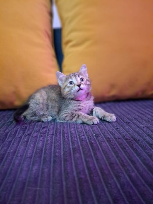 котёнок девочка 2,5 месяца