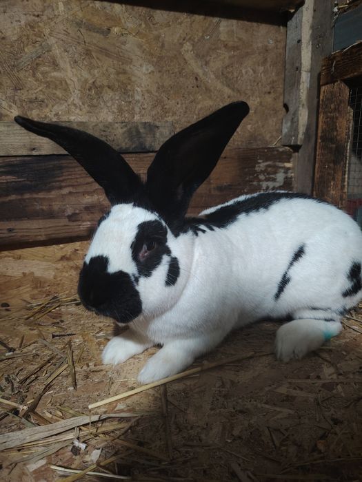 Vand pui de iepuri diferite rase sau masculi doar pentru Monte