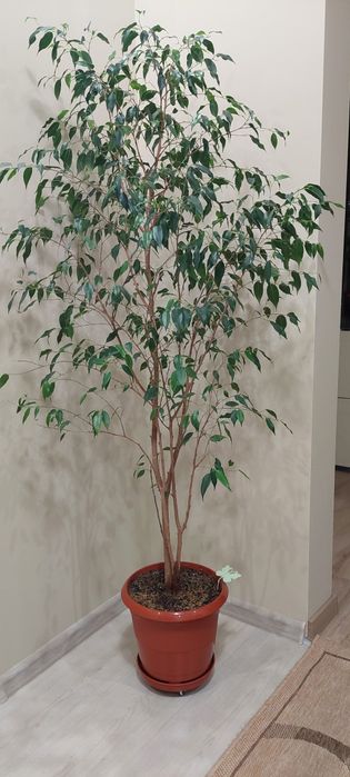 Продавам цвете бенджамин