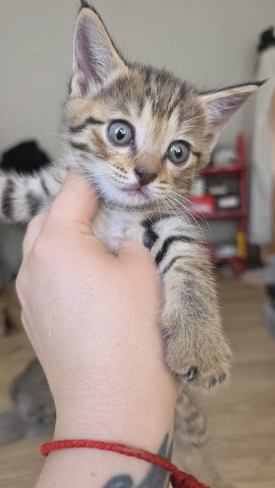 Котята ,в добрые  руки