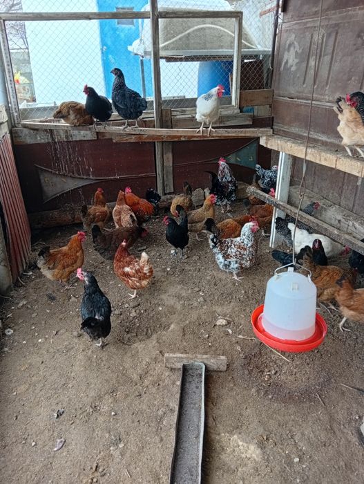 Оны сатылады.туып тұр.