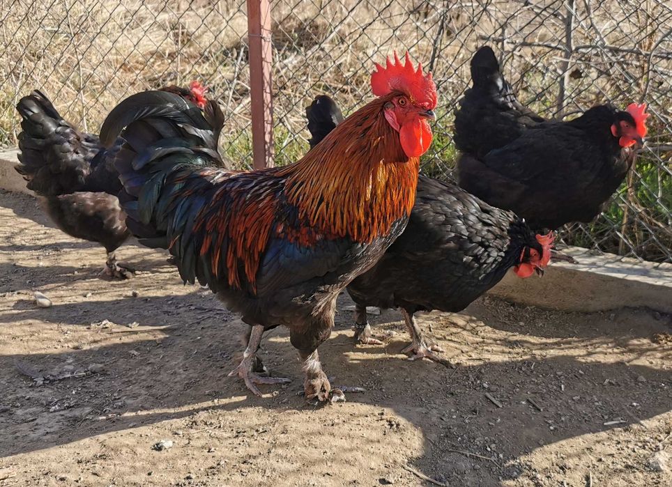 Oua Marans negru aramiu, rasa pura