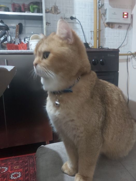 Mushuk Toza Shinshila